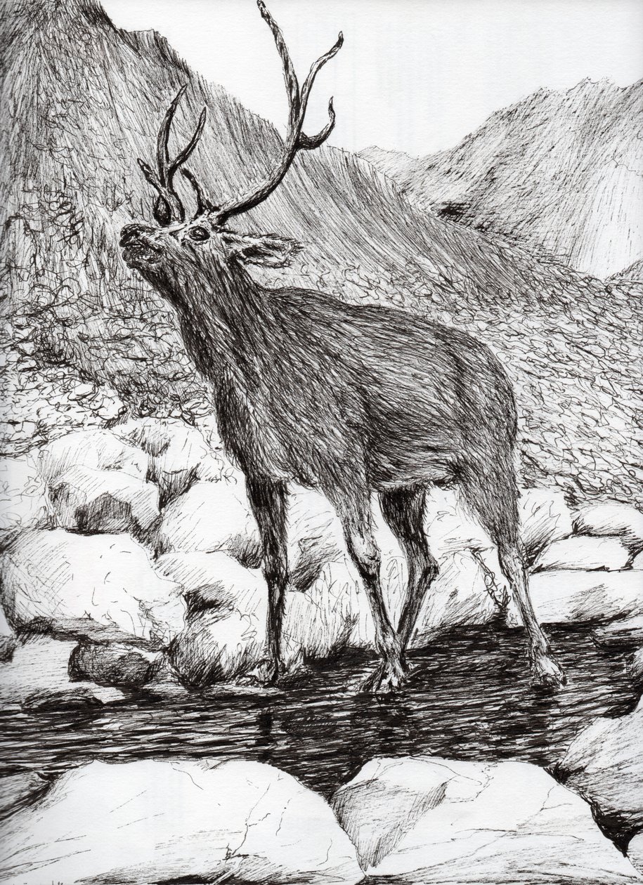 Jeleń, 2011, (tusz na papierze) autorstwa Vincent Alexander Booth