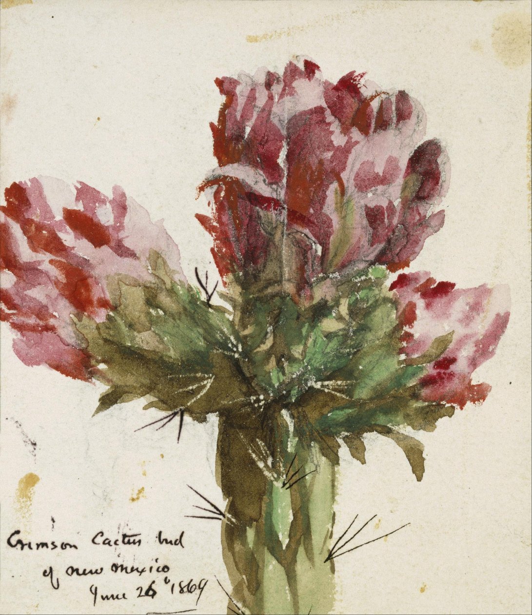 Pączek Crimson Cactus z Nowego Meksyku autorstwa Vincent Colyer