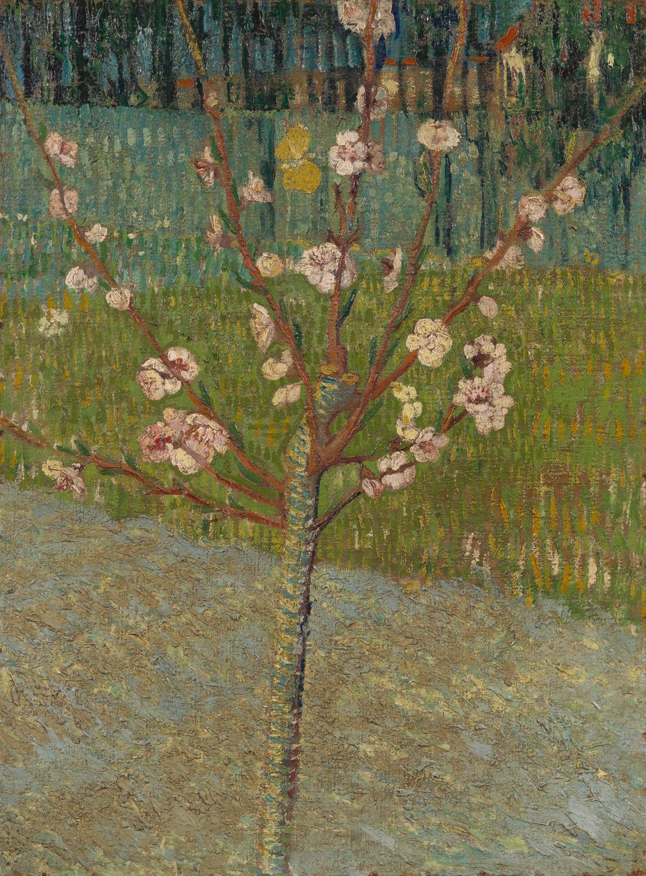 Drzewo migdałowe w kwiecie autorstwa Vincent van Gogh