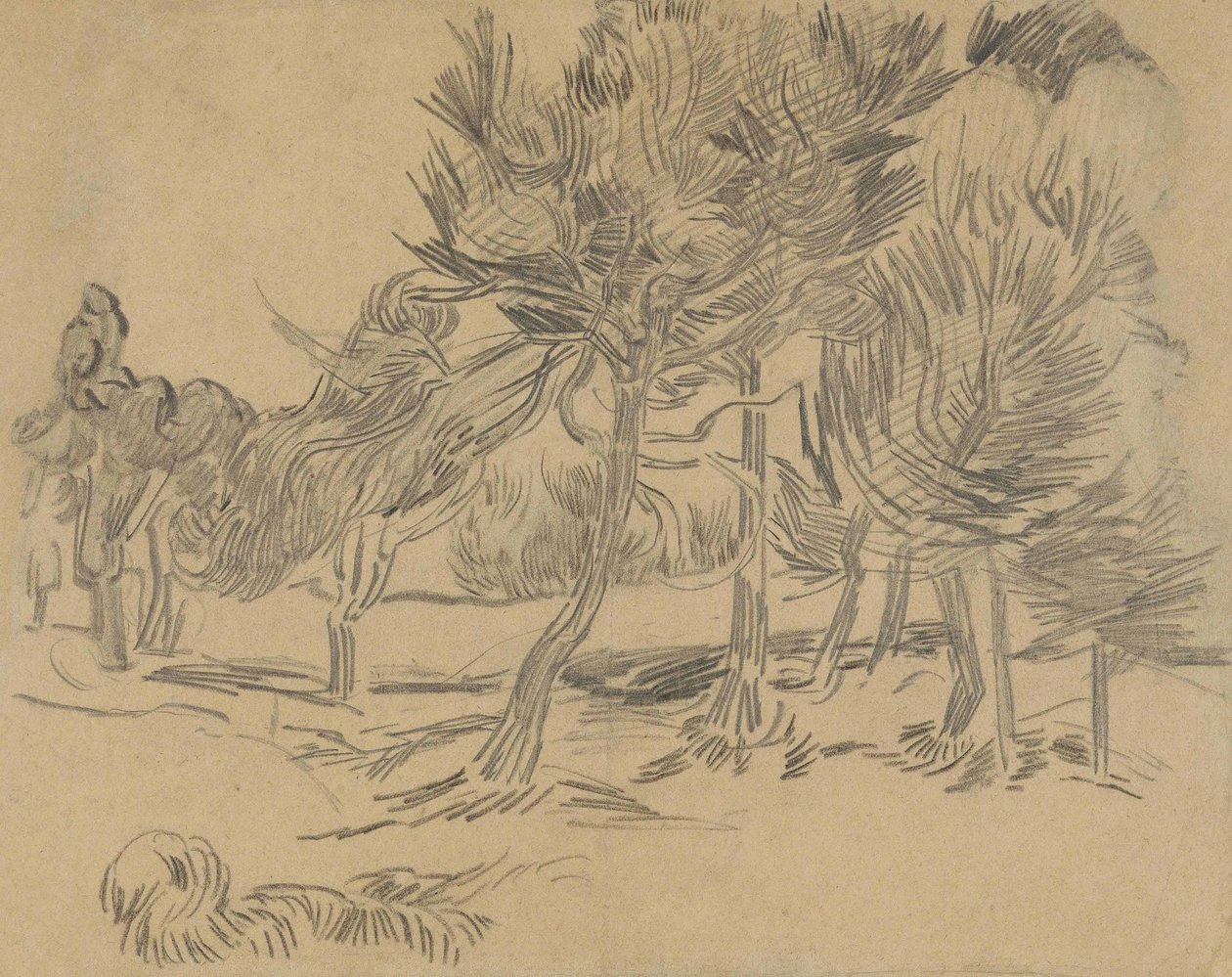 Grupa sosen autorstwa Vincent van Gogh