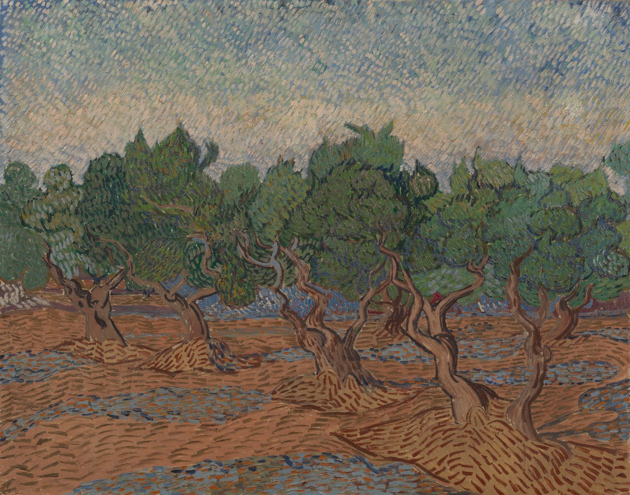 Gaj oliwny autorstwa Vincent van Gogh