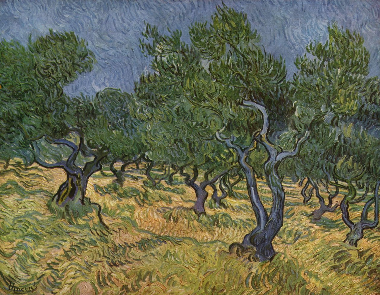 Gaj oliwny autorstwa Vincent van Gogh