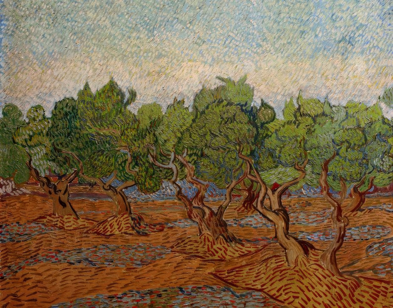 Gaj oliwny autorstwa Vincent van Gogh