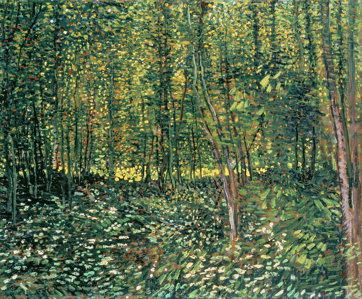 Drzewa i poszycie, 1887 autorstwa Vincent van Gogh