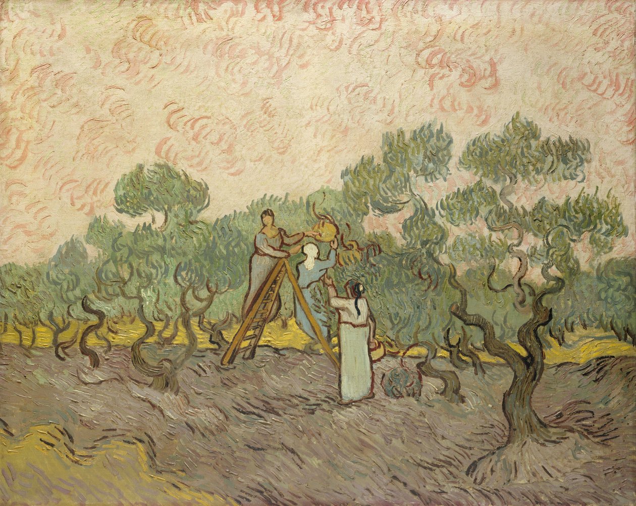 Kobiety zbierające oliwki autorstwa Vincent van Gogh