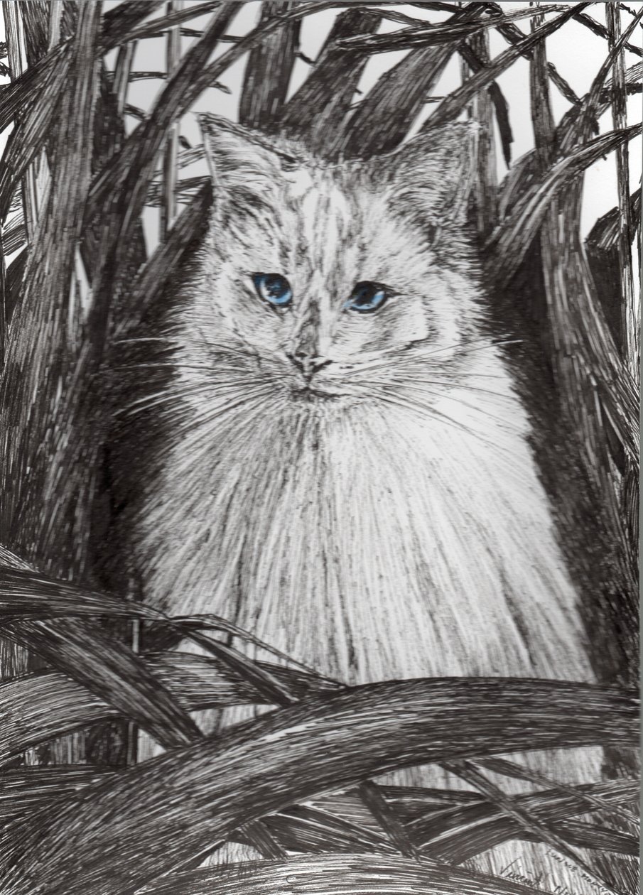 Jungle Monty, 2015, (tusz na papierze) autorstwa Vincent Alexander Booth