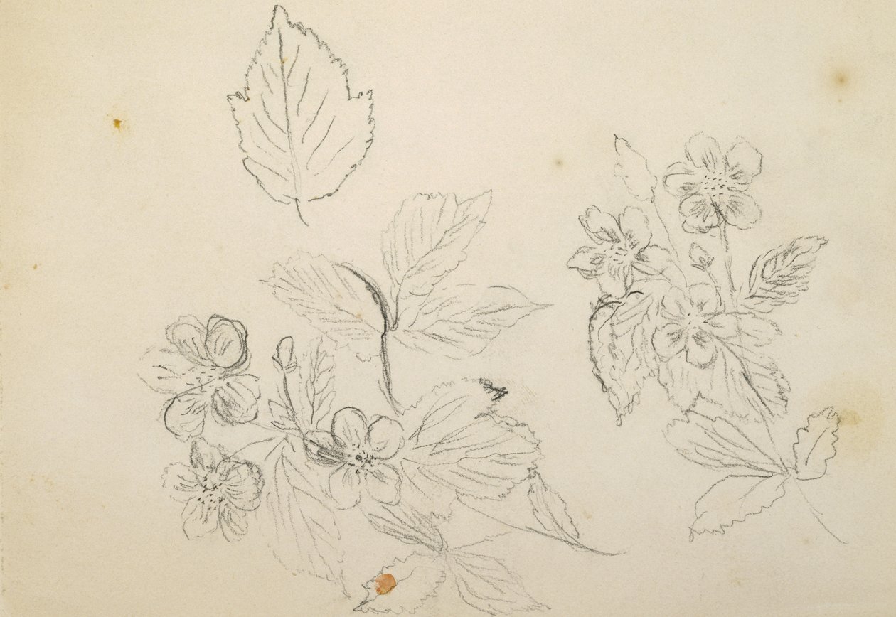 Recto: Studium kwiatowe, 1869-1871 autorstwa Vincent Colyer