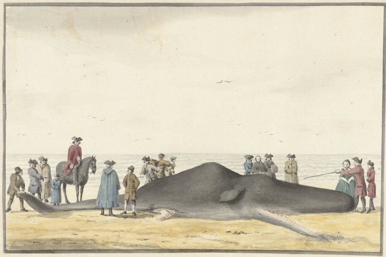 Kaszalot wymyty (cachelot) na plaży między Zandvoort a Wijk aan Zee, 20 lutego 1762, widok z przodu autorstwa Vincent Jansz. van der Vinne