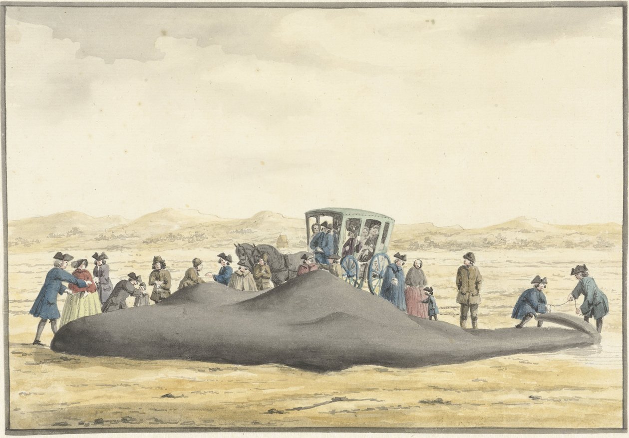 Kaszalot wyrzucony na plażę między Zandvoort i Wijk aan Zee, 20 lutego 1762, widok z tyłu autorstwa Vincent Jansz. van der Vinne