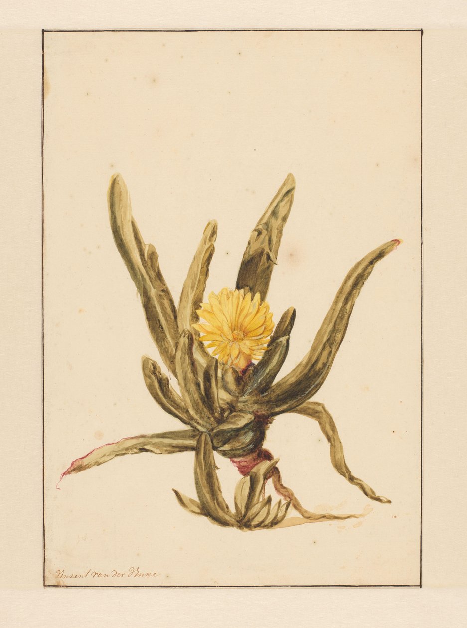 Icewort z żółtymi kwiatami (tytuł na obiekcie) autorstwa Vincent Jansz. van der Vinne