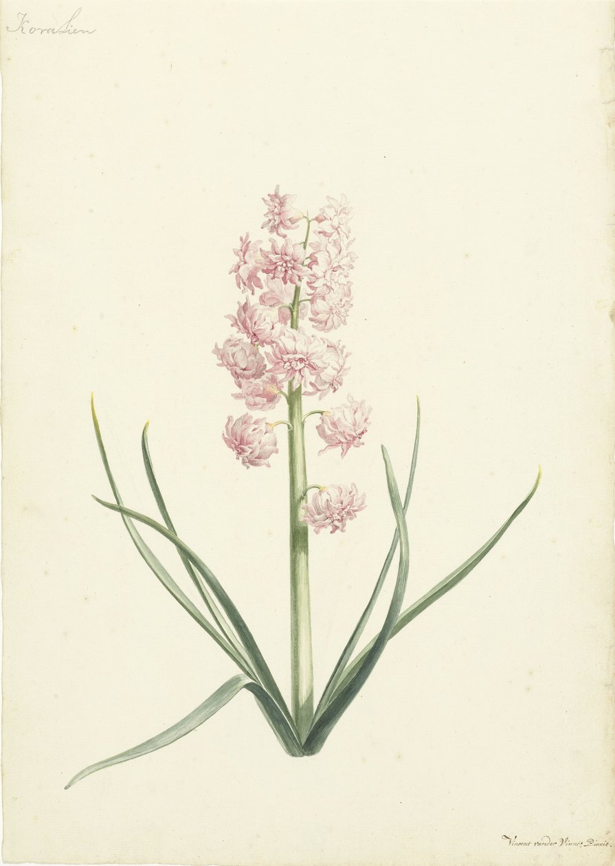 Hiacynt Coralien autorstwa Vincent Laurensz. van der Vinne (II)