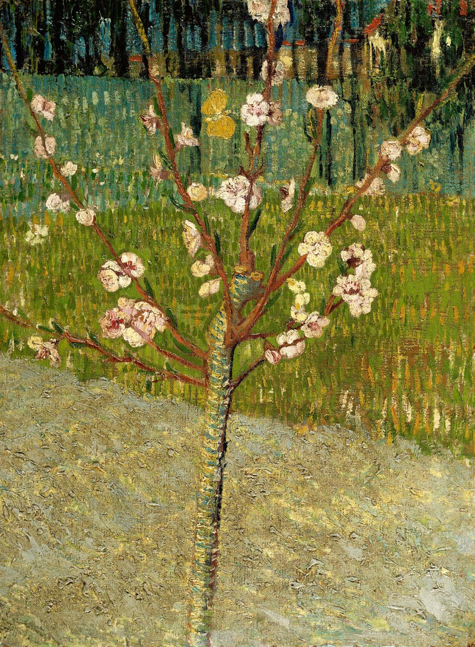 Kwitnące drzewo migdałowe, 1888 autorstwa Vincent van Gogh