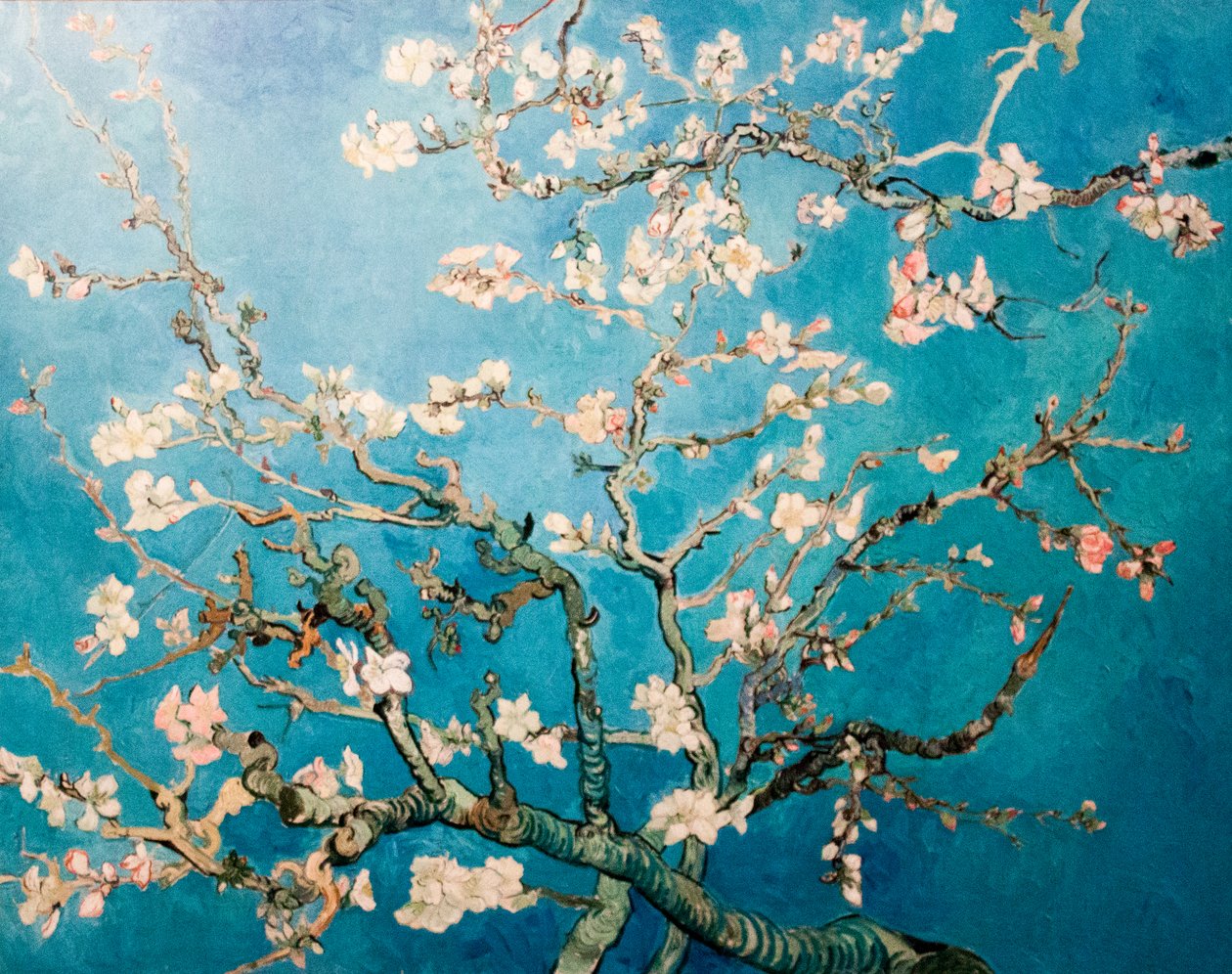 Holenderski: Amandelbloesem Kwitnące drzewo migdałowe autorstwa Vincent van Gogh
