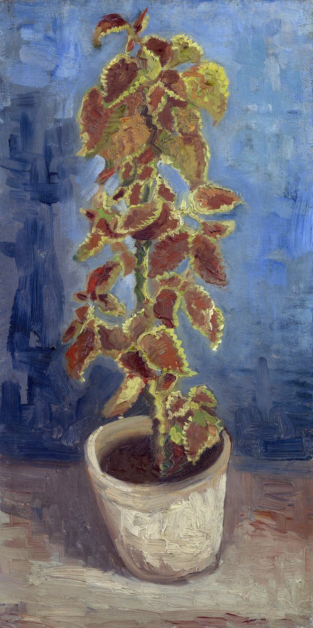 Pokrzywa ognista w doniczce par Gogh, Vincent, van (1853-1890). Olej na płótnie, format : 42,1x21,9 autorstwa Vincent van Gogh