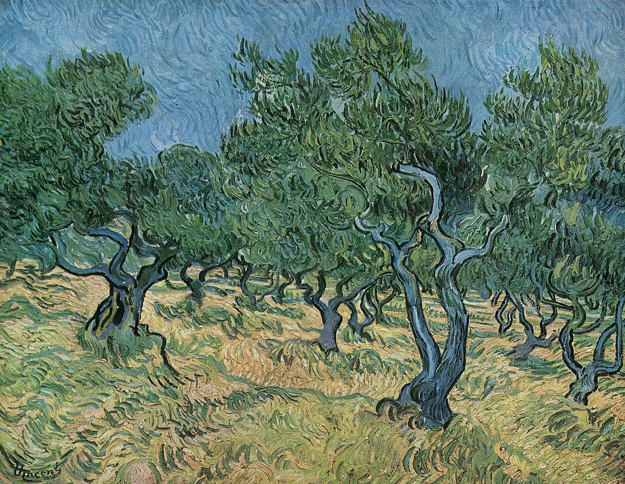 Gaj Oliwny autorstwa Vincent van Gogh