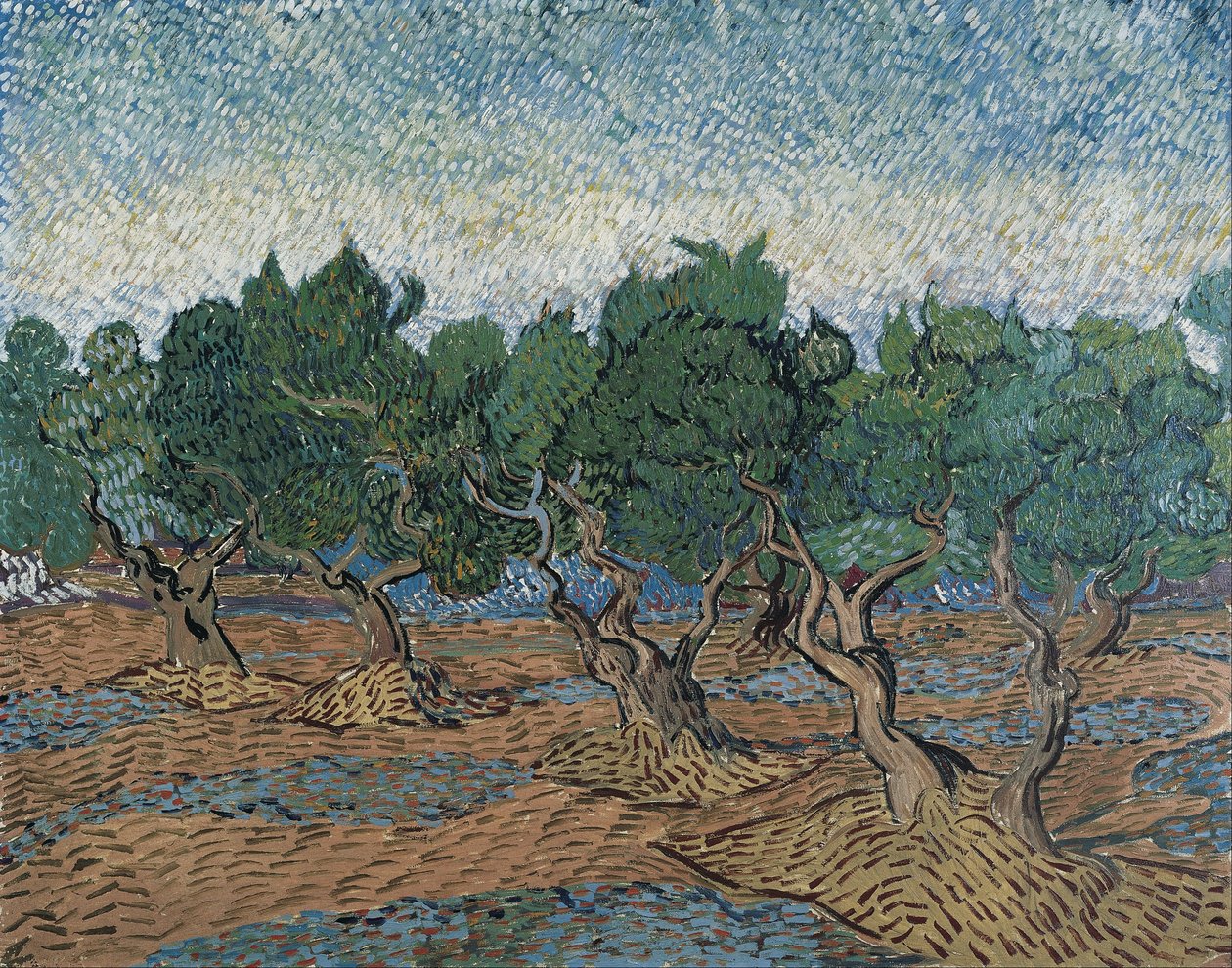 Gaj oliwny autorstwa Vincent van Gogh