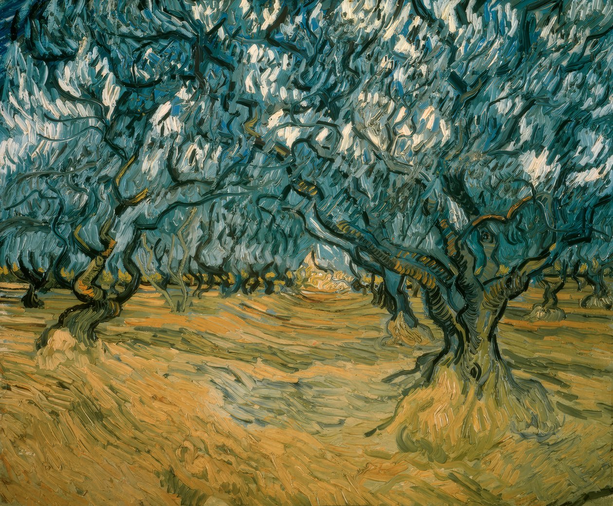 Drzewa oliwne autorstwa Vincent van Gogh