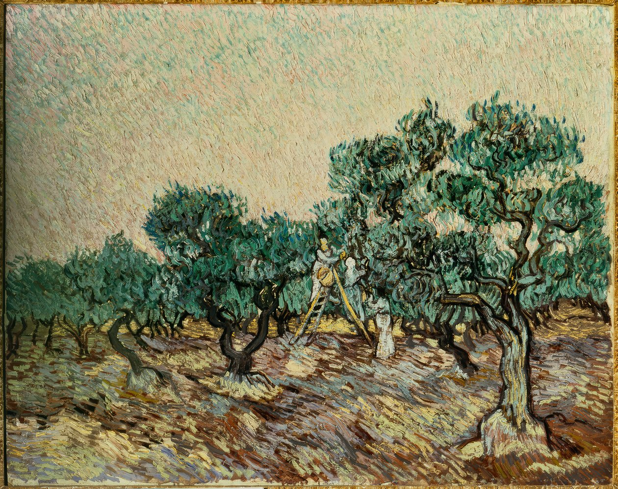 Zbieracze oliwek autorstwa Vincent van Gogh