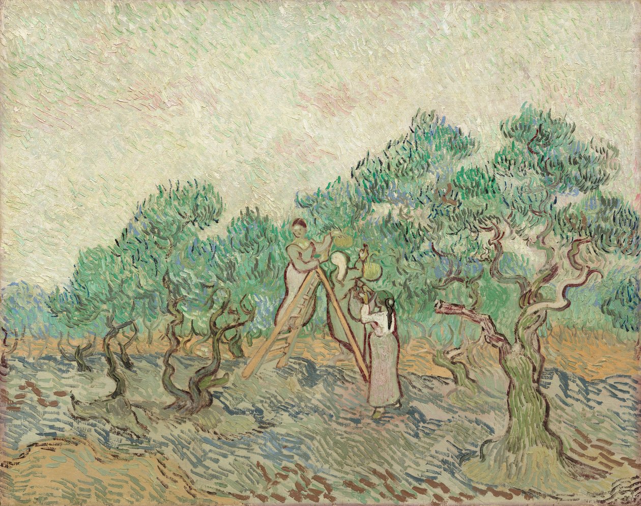 Sad Oliwny autorstwa Vincent van Gogh