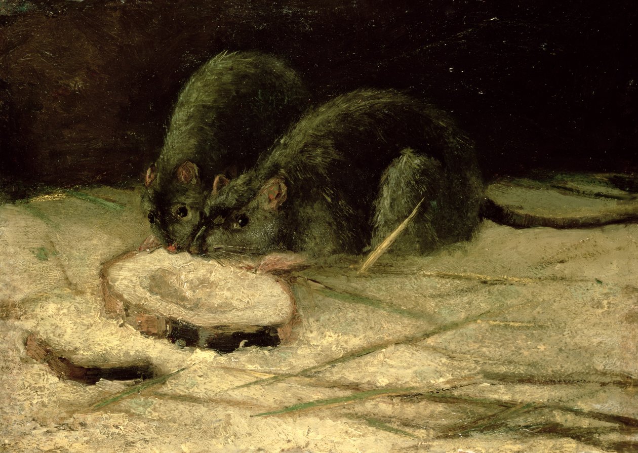 Dwa szczury, c.1884 autorstwa Vincent van Gogh