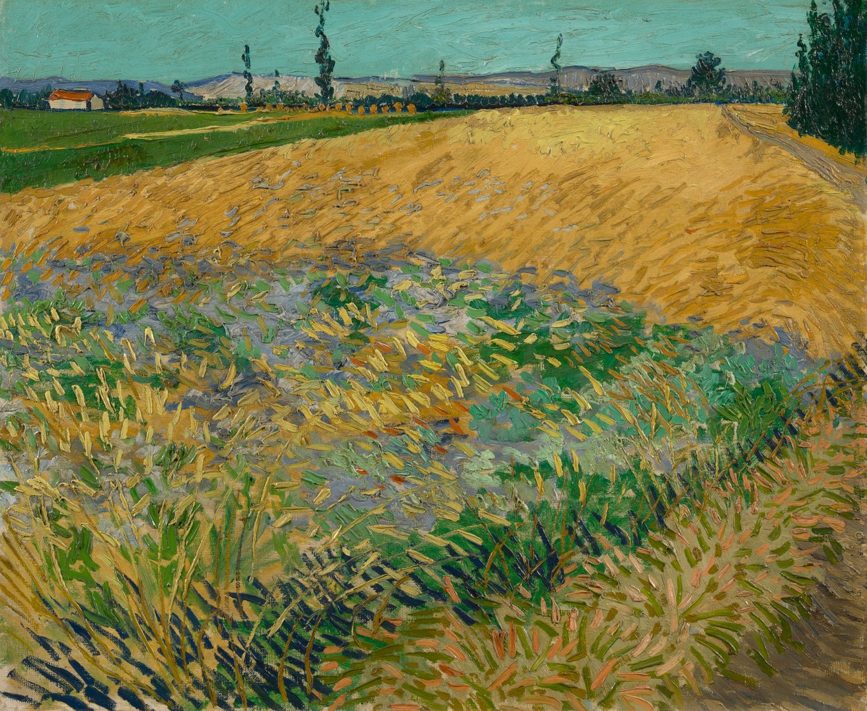 Pole pszenicy autorstwa Vincent van Gogh