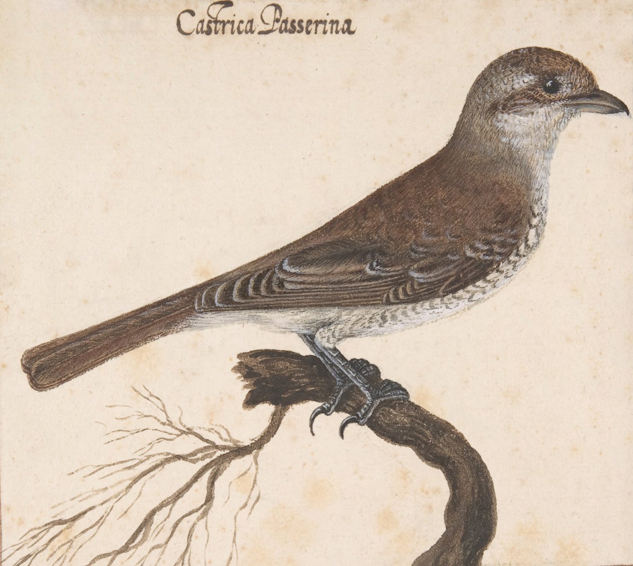 Castrica Passerina,. autorstwa Vincenzo Leonardi