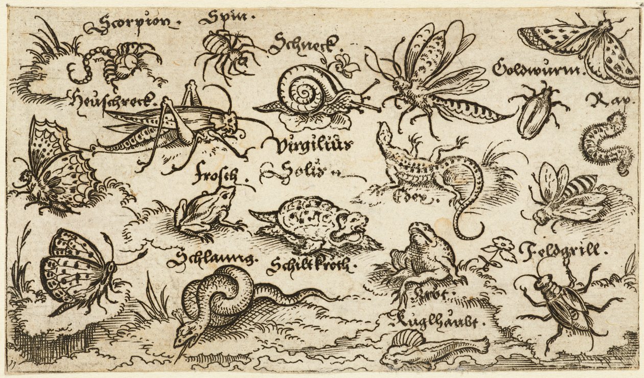 Owady, gady, ślimaki i ryby na minimalnym gruncie z wodą na pierwszym planie..., 1572. autorstwa Virgil Solis