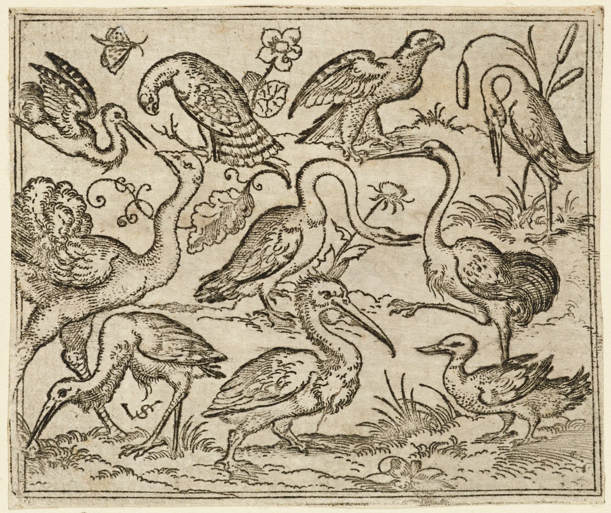 Struś po lewej stronie z dziewięcioma innymi ptakami, w tym czaplą i pelikanem..., 1557. autorstwa Virgil Solis