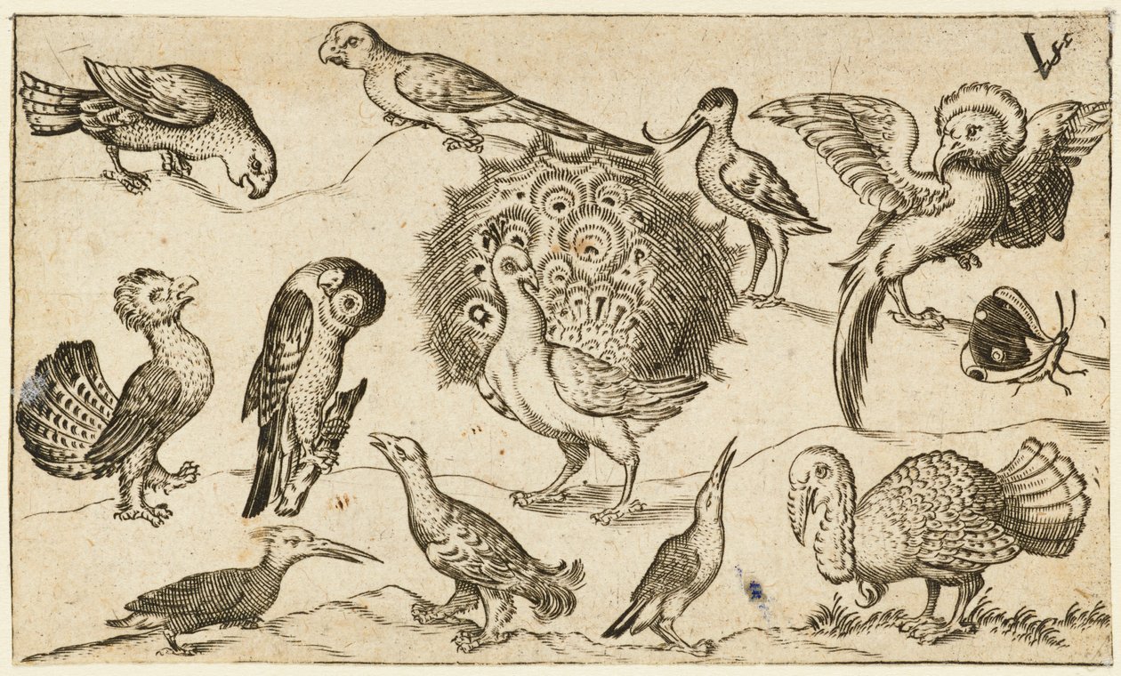 Paw w środku otoczony dziewięcioma innymi ptakami, w tym indykiem i motylem..., 1572. autorstwa Virgil Solis
