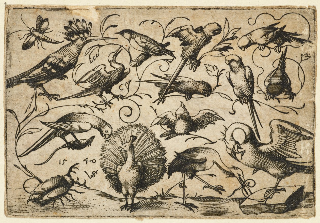 Dziesięć ptaków na małych wąsach liściowych z bocianem owijającym wąs wokół nogi pelikana..., 1540. autorstwa Virgil Solis