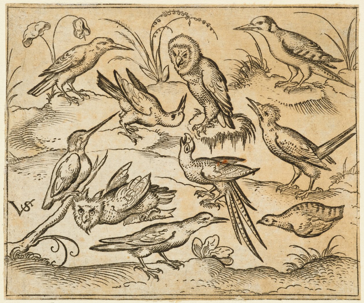 Dziesięć ptaków siedzących na gałęziach i łatach trawy, w tym dwie sowy i ptak..., 1557. autorstwa Virgil Solis