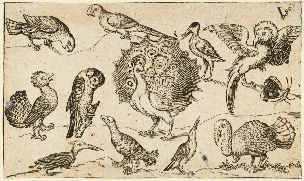 Paw pośrodku otoczony dziewięcioma innymi ptakami, w tym indykiem i motylem na minimalnym podłożu z niewielkim skrawkiem trawy, z albumu Douce Ornament Prints I autorstwa Virgilius the elder (after) Solis