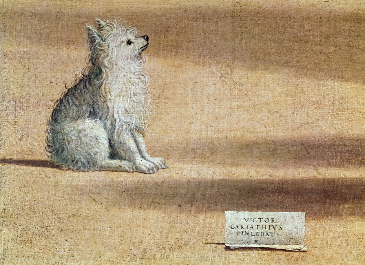 Wizja św. Augustyna, fragment psa, 1502-08 autorstwa Vittore Carpaccio