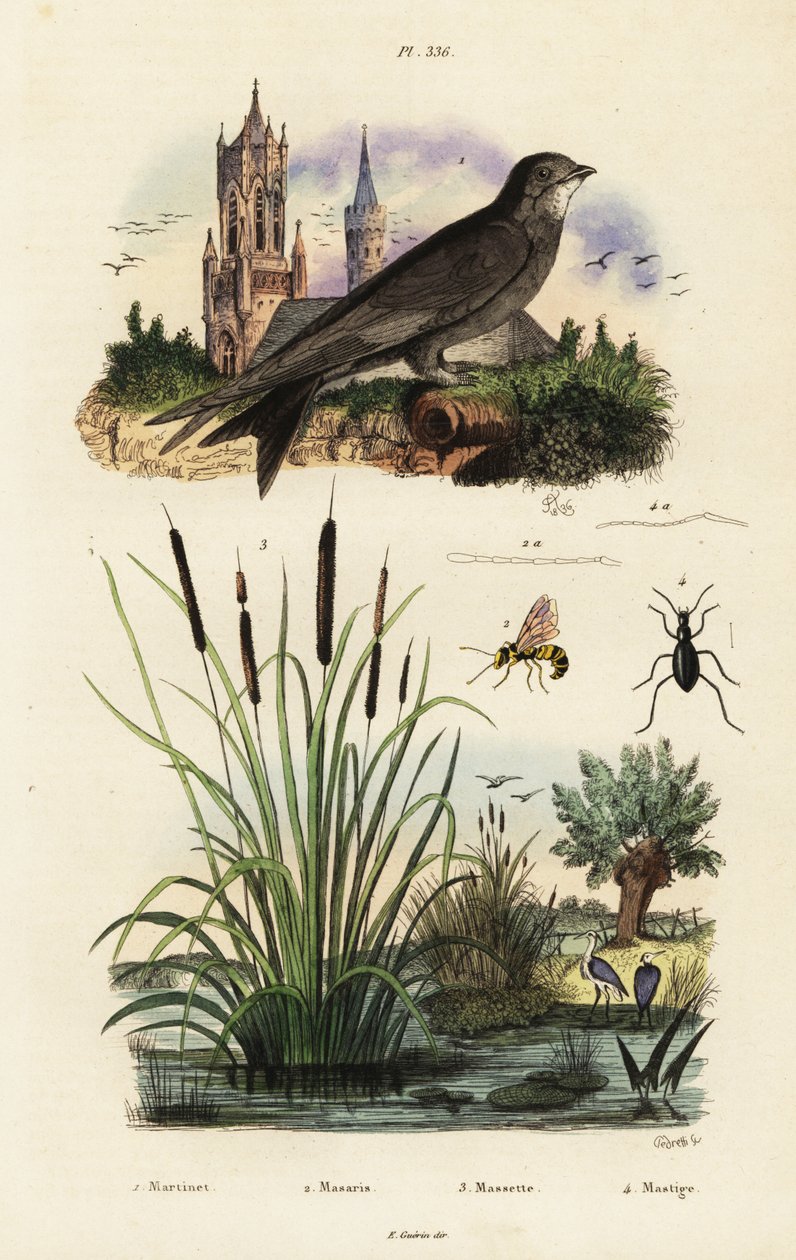 Jerzyk alpejski, sitowie, chrząszcz i osa.,1834-1839 (rycina) autorstwa Vittore Pedretti