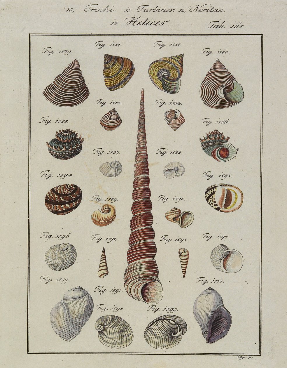 Muszle: Trochi, Turbines, Neritae Helices, z Neues Systematisches Conchylien-Cabinet, 1784 (akwaforta i grawer ręcznie kolorowana) autorstwa Vogel