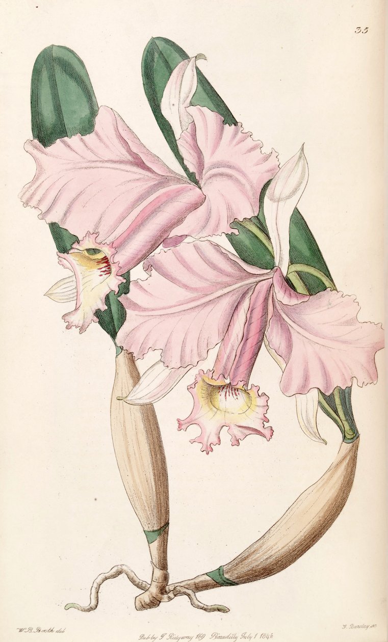 Cattleya labiata (jako syn. Cattleya lemoniana) autorstwa W. B. Booth