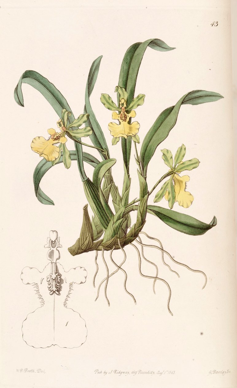 Oncidium uniflorum autorstwa W. B. Booth