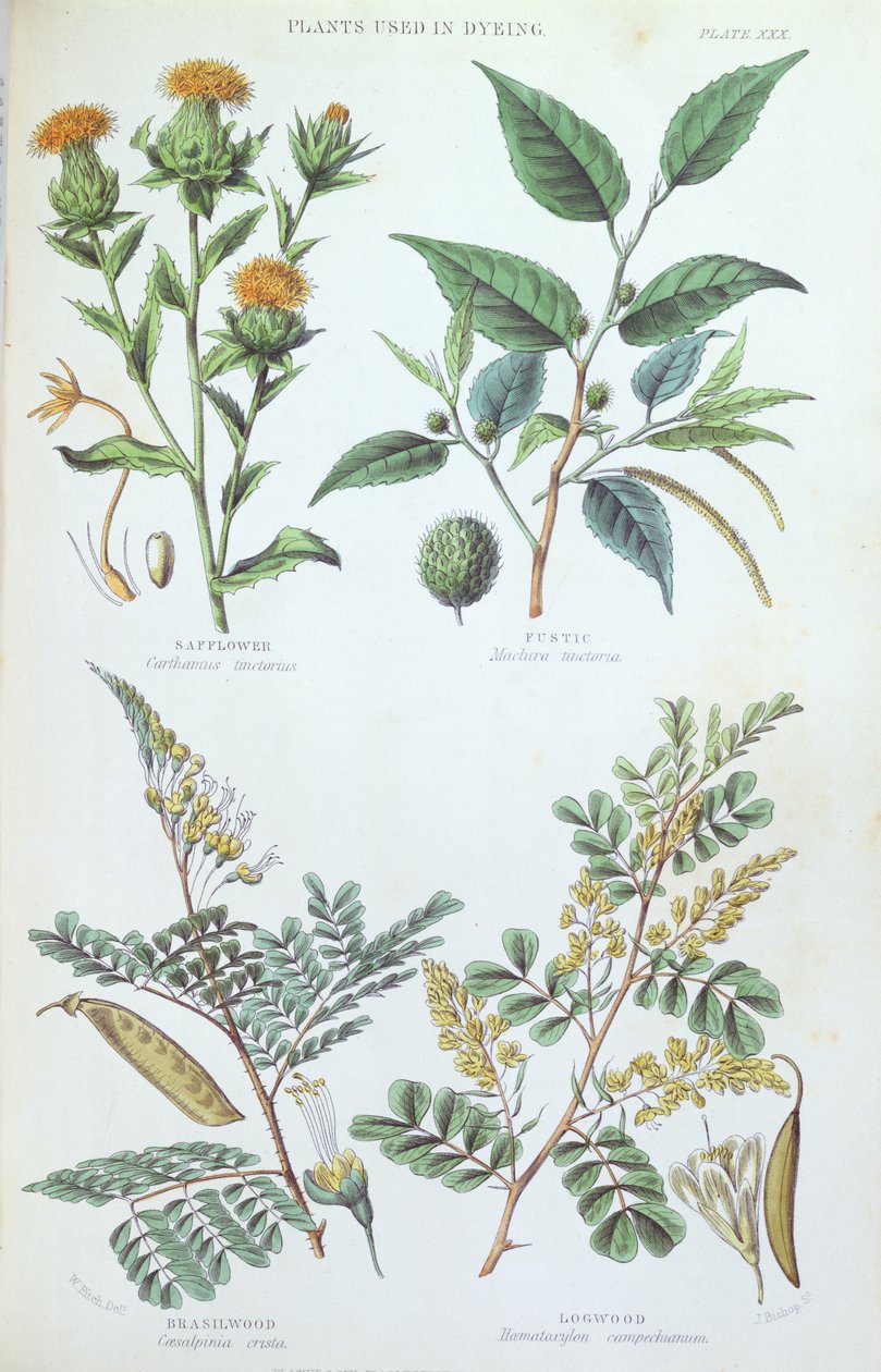 Rośliny użyte do barwienia, płyta z badań botanicznych, rytowana przez J. Bishopa, 1872 autorstwa W. Fitch