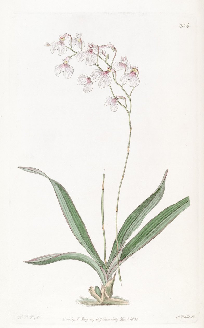 Ionopsis utricularioides_ autorstwa W.B.B.