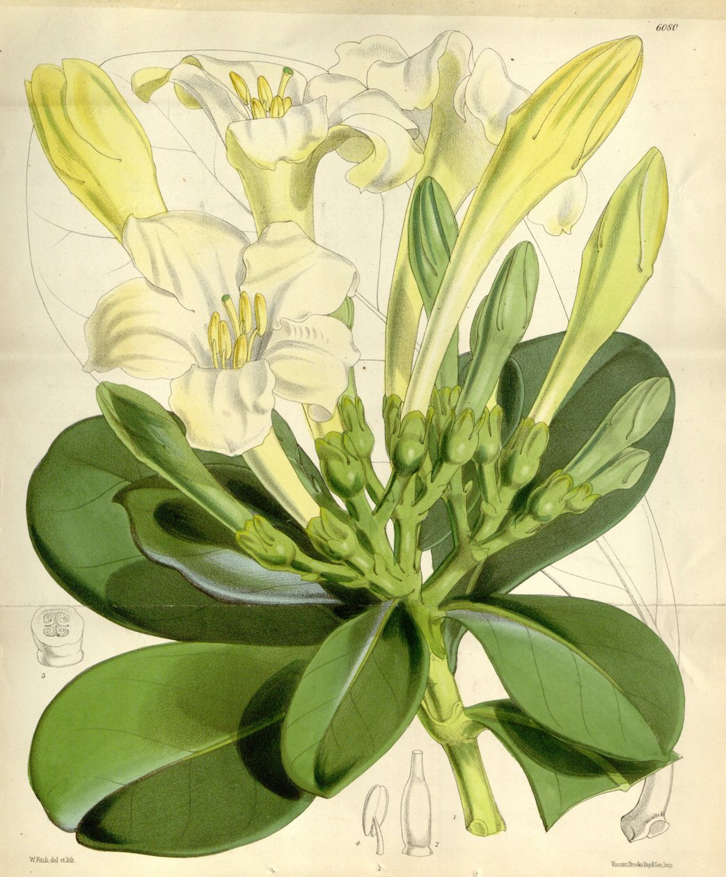 Fagraea ceilanica autorstwa W.H. Fitch
