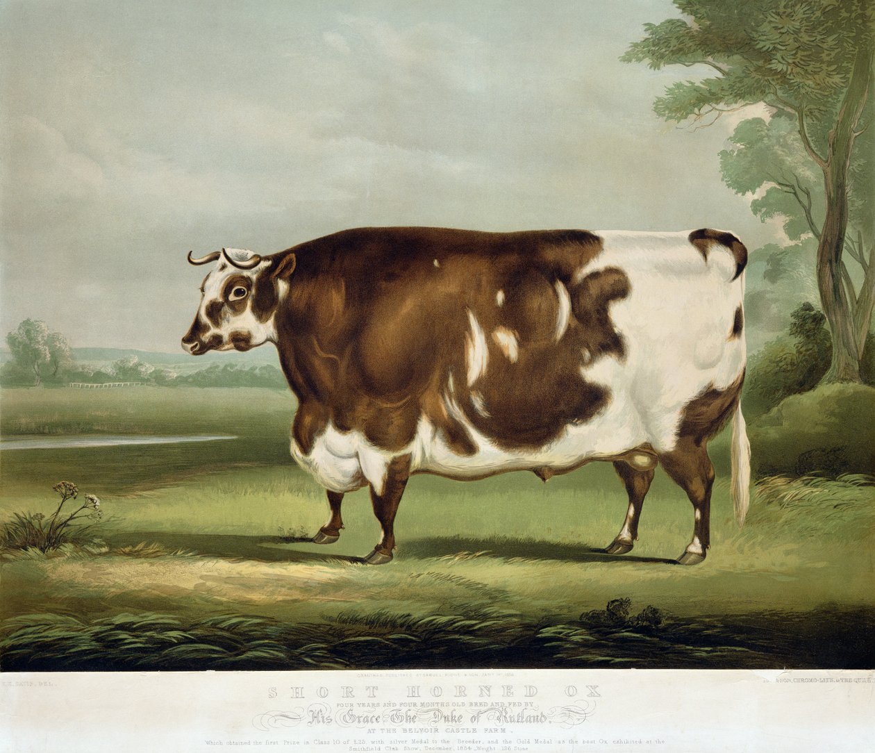 Krótkorogi wół, wyryty przez Johna Daya, 1856 (rycina kolorowa) autorstwa W.H. Davis