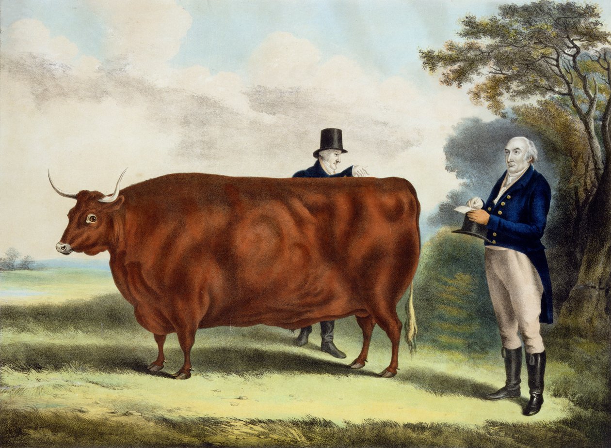 Portret pana T.W. Koks Esq. i Clerk Hilliard Esq. z North Devon Ox (kolorowy grawer) autorstwa W.H. Davis