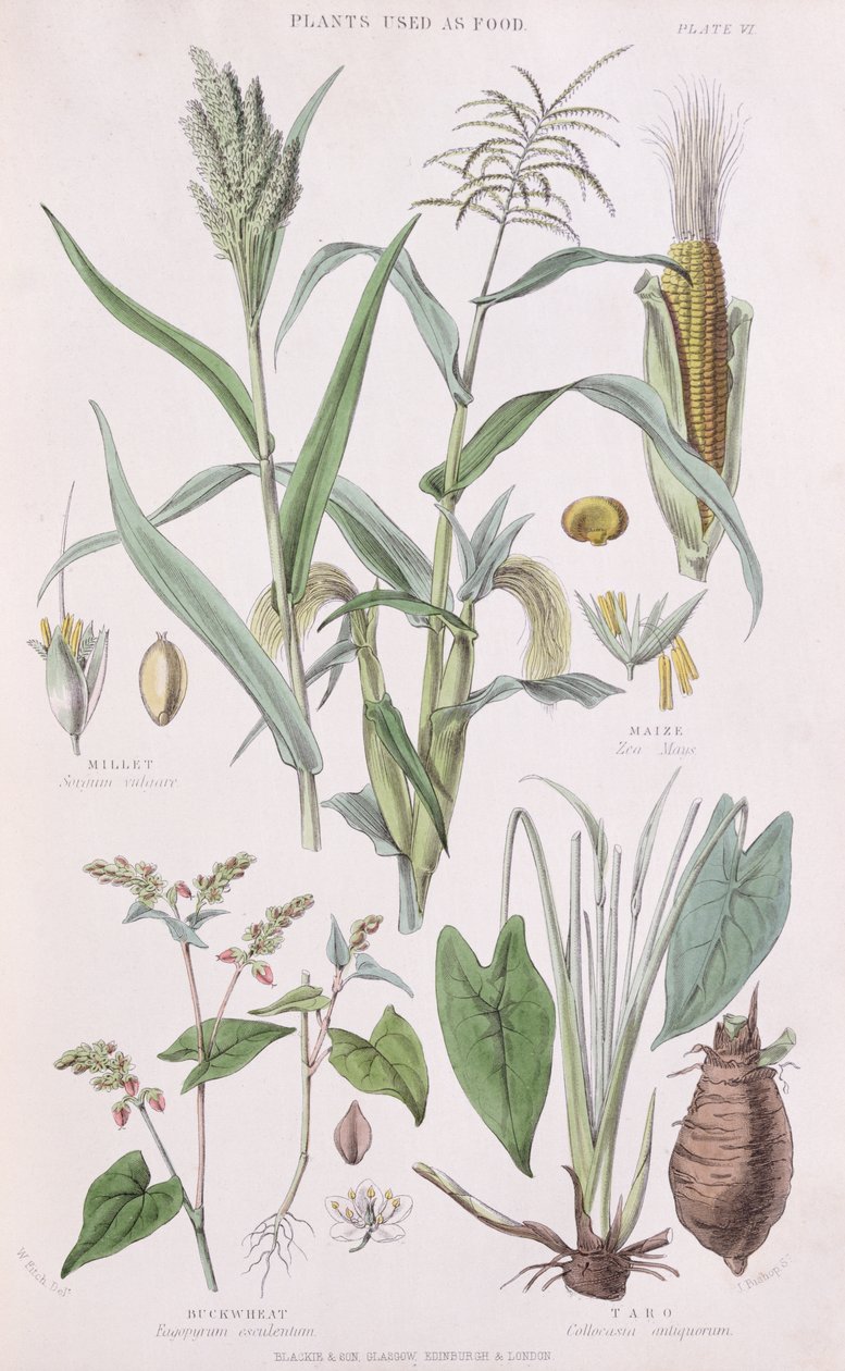 Proso, kukurydza, gryka i taro, ilustracja z Historii królestwa warzyw Williama Rhinda 1797-1874, 1872 kolorowa grawerunek autorstwa W.H. Fitch