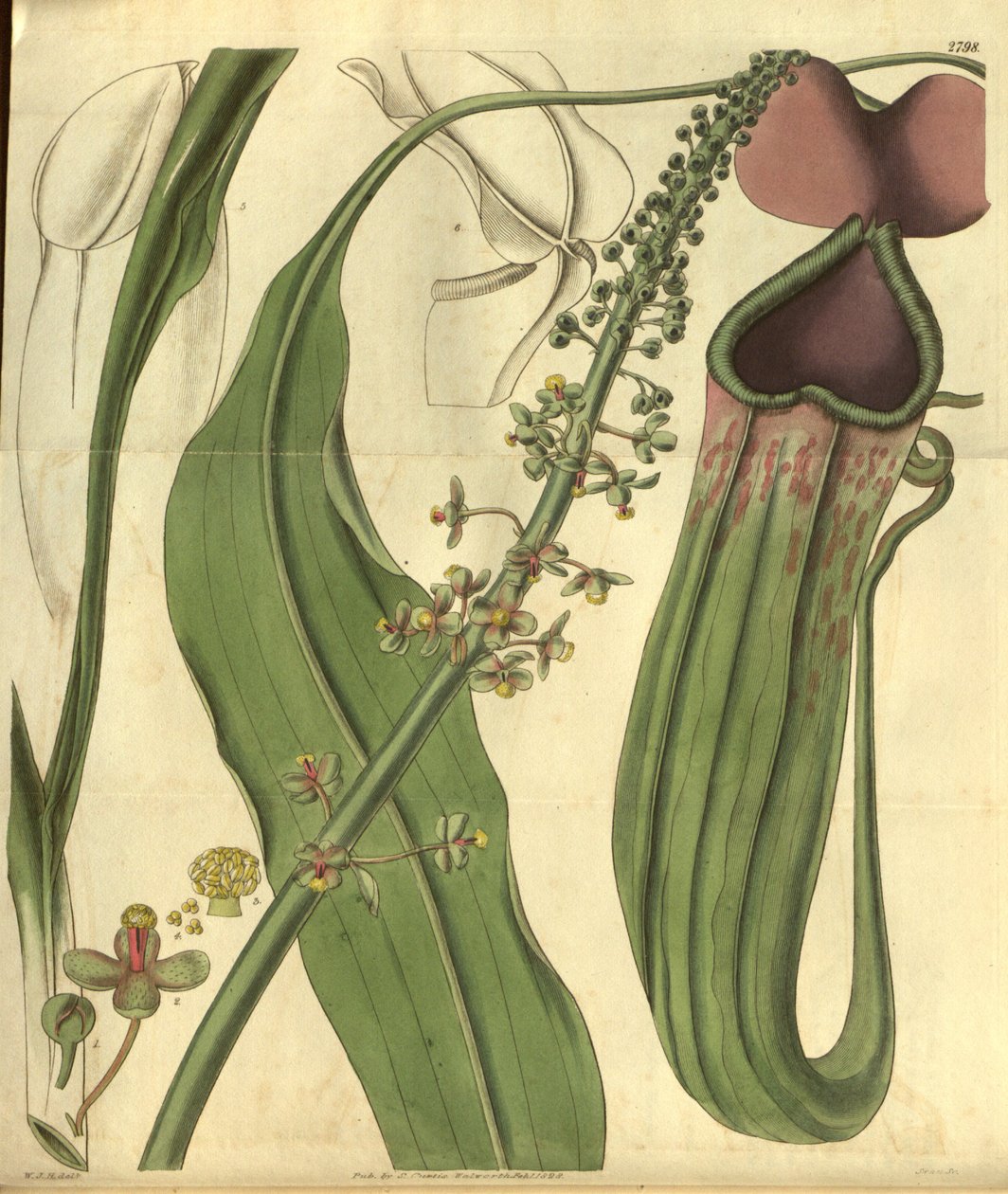 Nepenthes khasiana z magazynu botanicznego Curtis autorstwa W.J.Hooker
