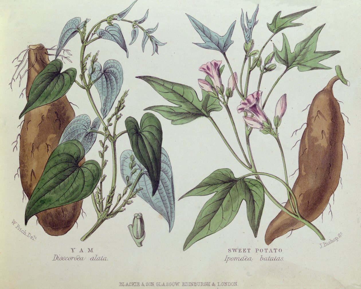 Yam and Sweet Potato (kolor grawerowany) autorstwa W. Fitch
