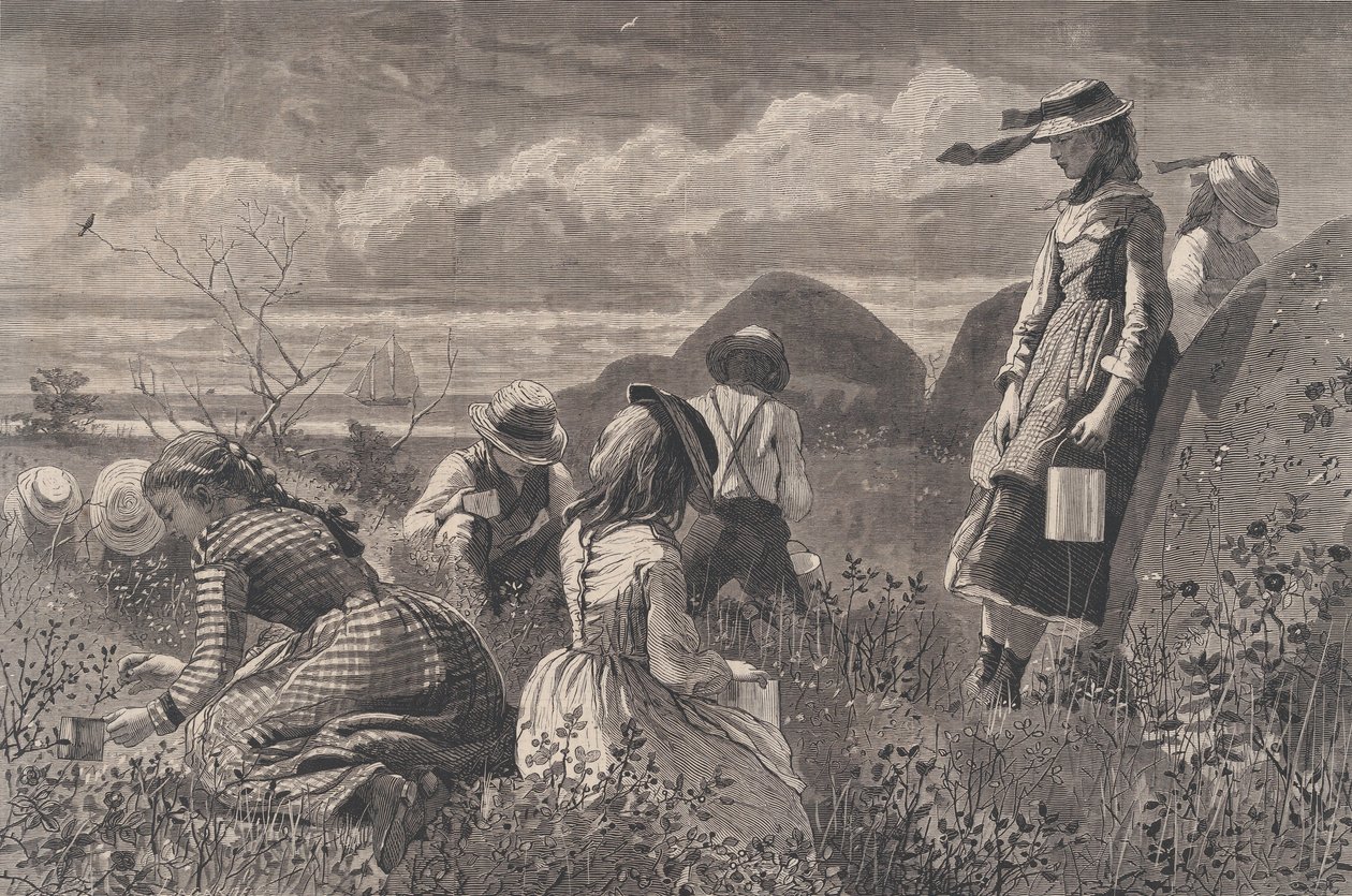 Zbieranie jagód Harper