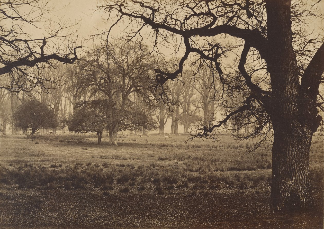 Windsor Park, Karmienie jeleni, lata 50. XIX wieku. autorstwa W. H. Nicholl