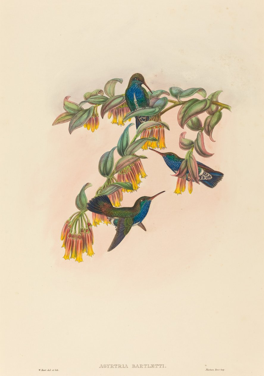 Agyrtria bartletti (szmaragd Bartletta) autorstwa W. Hart