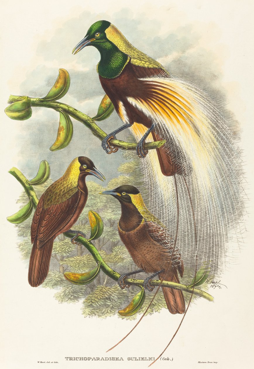 Trichoparadisea William autorstwa W. Hart