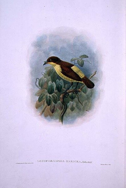 Loboparadisea serica, Rajski ptak wodnodzioby (kolor lito) autorstwa W. and Keulemans J.G. Hart
